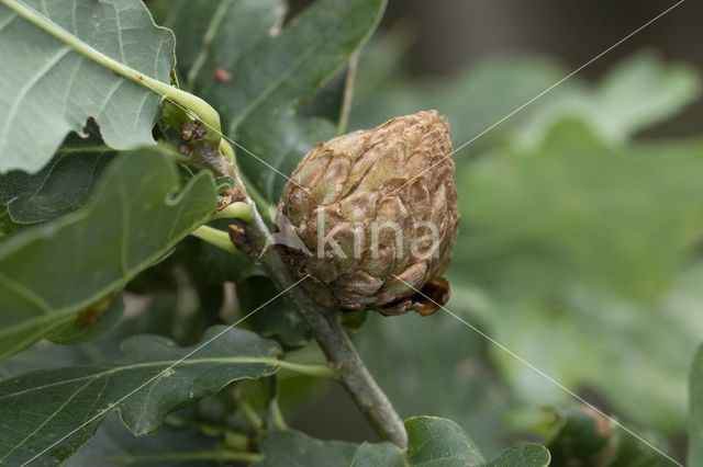 ananasgalwesp (andricus fecundatrix)