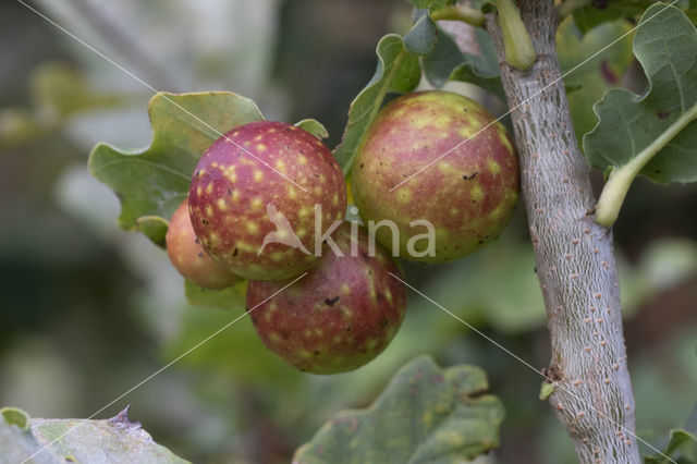 galappelwesp (cynips quercusfolii)