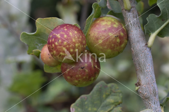 galappelwesp (cynips quercusfolii)