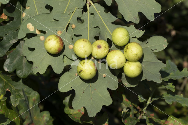 galappelwesp (cynips quercusfolii)