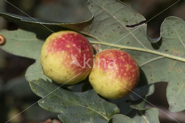 cynips quercusfolii