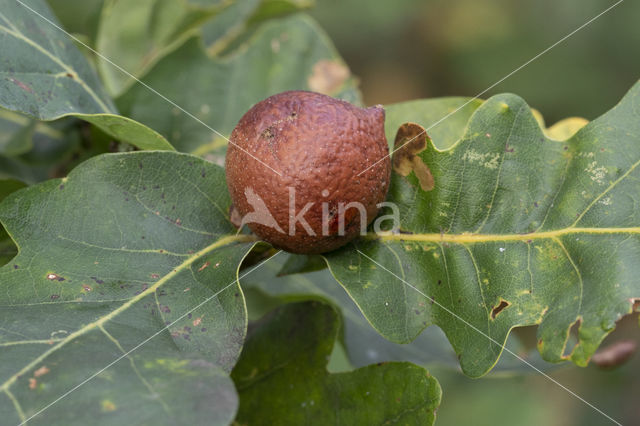 cherry gall (andricus kollari)