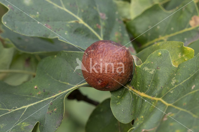 cherry gall (andricus kollari)