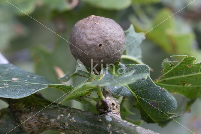 knikkergalwesp (andricus kollari)