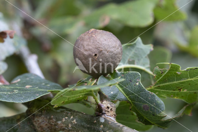 knikkergalwesp (andricus kollari)