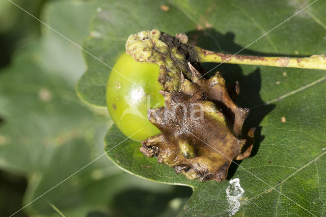 Knoppergal (Andricus quercuscallicis)