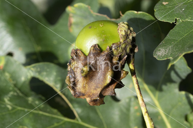 Knoppergal (Andricus quercuscallicis)