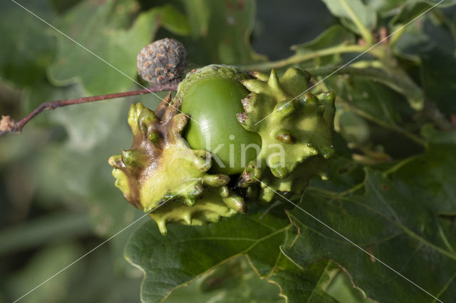 Knoppergal (Andricus quercuscallicis)