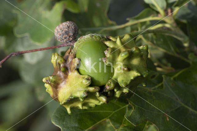 Knoppergal (Andricus quercuscallicis)