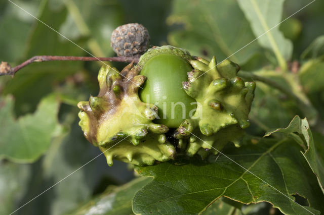 Andricus quercuscallicis