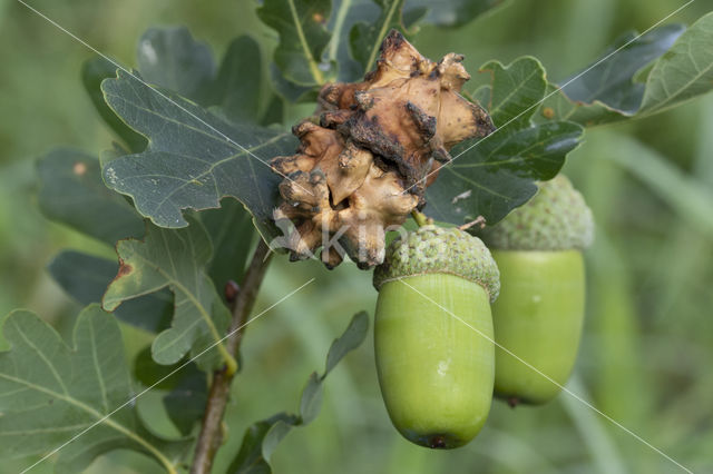 Knoppergal (Andricus quercuscallicis)