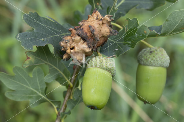 Knoppergal (Andricus quercuscallicis)