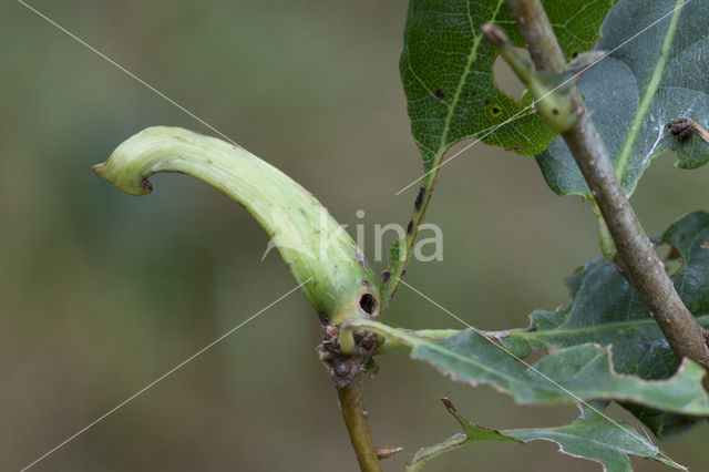 ramshorn gall (andricus aries)