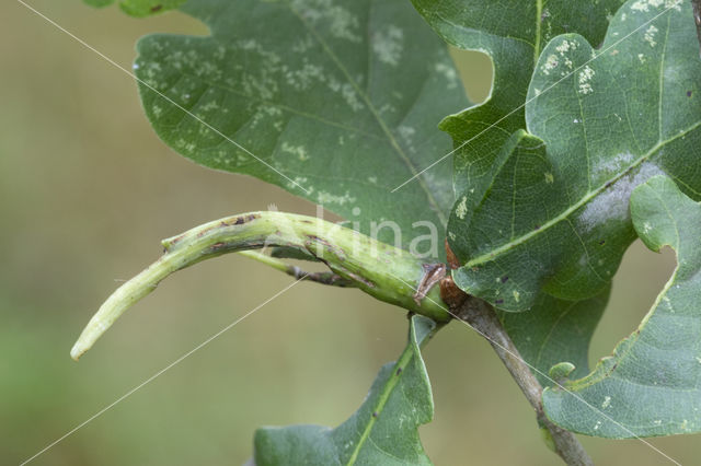 ramshoorngal (andricus aries)