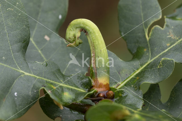 ramshorn gall (andricus aries)