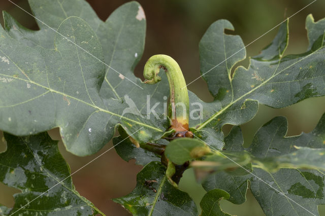 ramshoorngal (andricus aries)