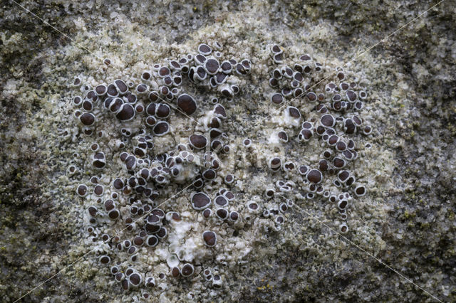 Donkere schotelkorst (Lecanora horiza)