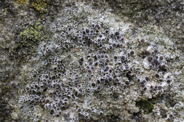 Donkere schotelkorst (Lecanora horiza)