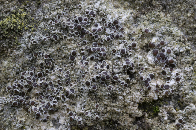 Donkere schotelkorst (Lecanora horiza)