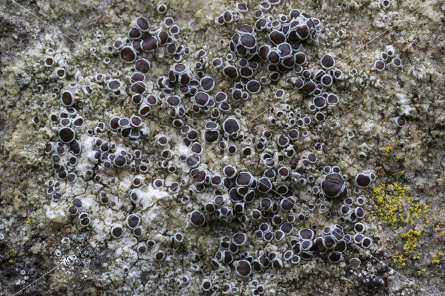 Donkere schotelkorst (Lecanora horiza)