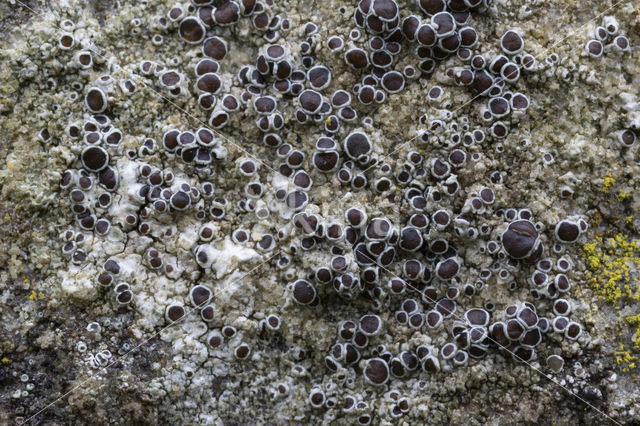 Donkere schotelkorst (Lecanora horiza)