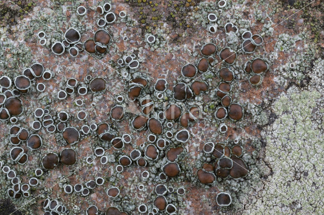 Donkere schotelkorst (Lecanora horiza)