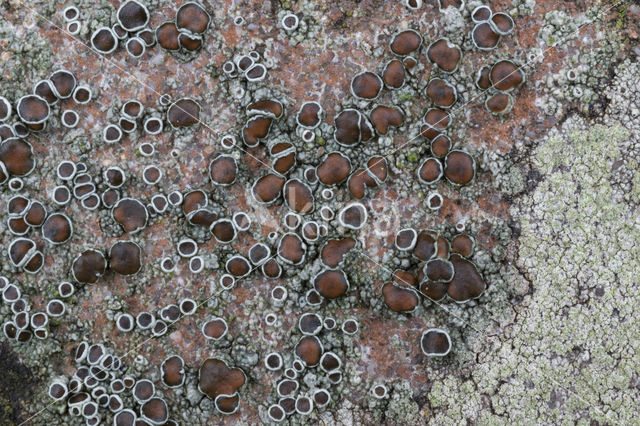 Donkere schotelkorst (Lecanora horiza)