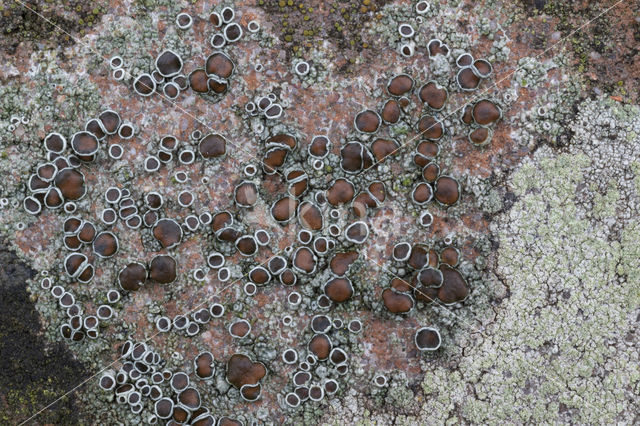 Donkere schotelkorst (Lecanora horiza)