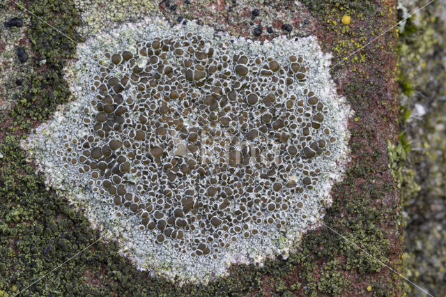 Kastanjebruine schotelkorst (Lecanora campestris)