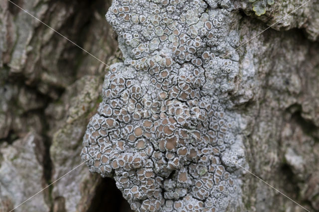 Melige schotelkorst (Lecanora carpinea)