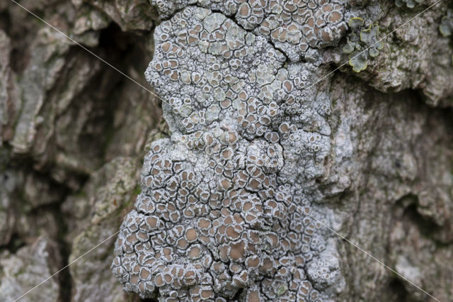 Melige schotelkorst (Lecanora carpinea)