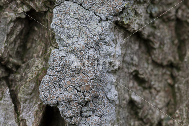 Melige schotelkorst (Lecanora carpinea)