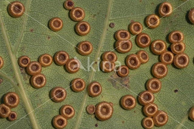 satijnen knoopjesgalwesp (neuroterus numismalis)