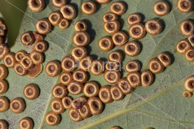 satijnen knoopjesgalwesp (neuroterus numismalis)