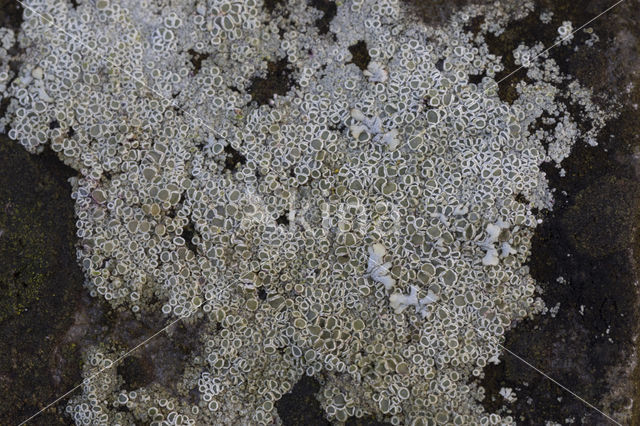 Witte schotelkorst (Lecanora chlarotera)