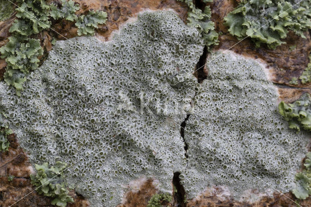 Witte schotelkorst (Lecanora chlarotera)