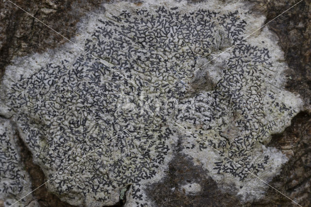 Common script lichen (Graphis scripta)