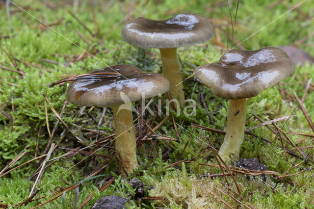 Pine-wood Waxy Cap (Hygrophorus hypothejus var. hypothejus)