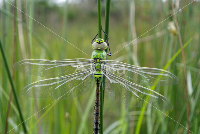 Blauwe glazenmaker (Aeshna cyanea)