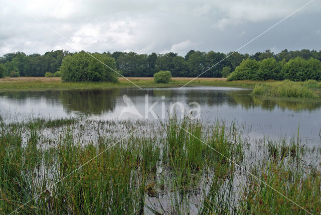 Empese en Tondense Heide