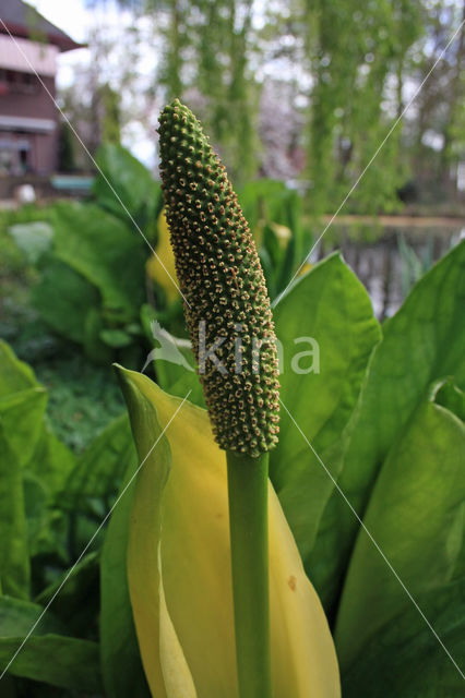 Gele aronskelk (Lysechitum americanum)