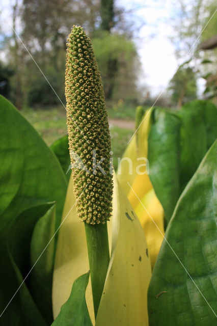 Gele aronskelk (Lysechitum americanum)