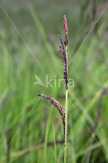 Paardenhaarzegge (Carex appropinquata)