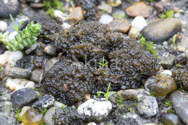 Kalkrozijnenmos (Lempholemma chalazanum)