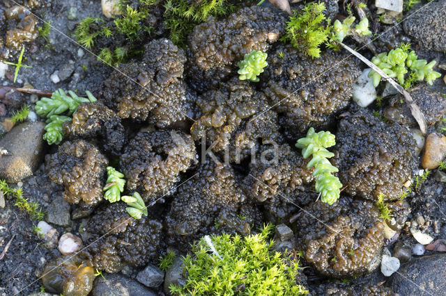 Kalkrozijnenmos (Lempholemma chalazanum)