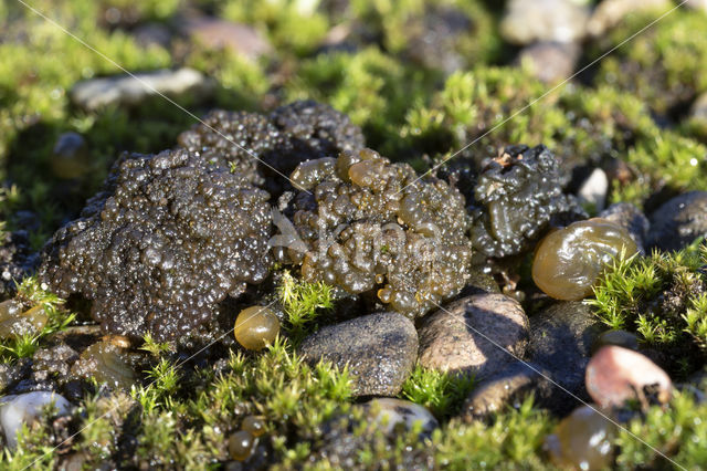 Kalkrozijnenmos (Lempholemma chalazanum)