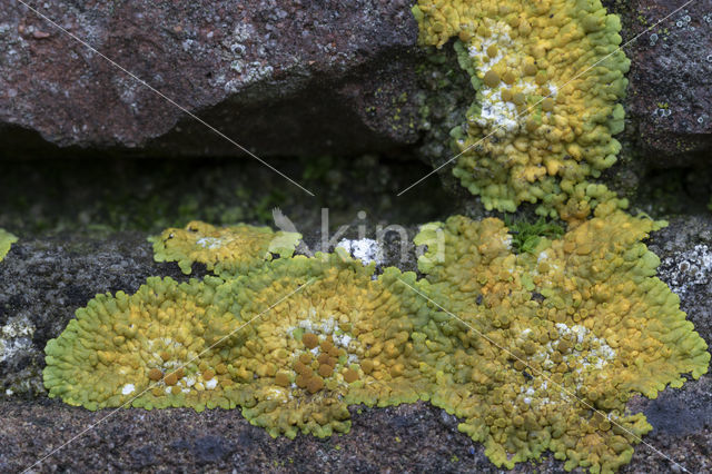 Gelobde citroenkorst (Caloplaca flavescens)