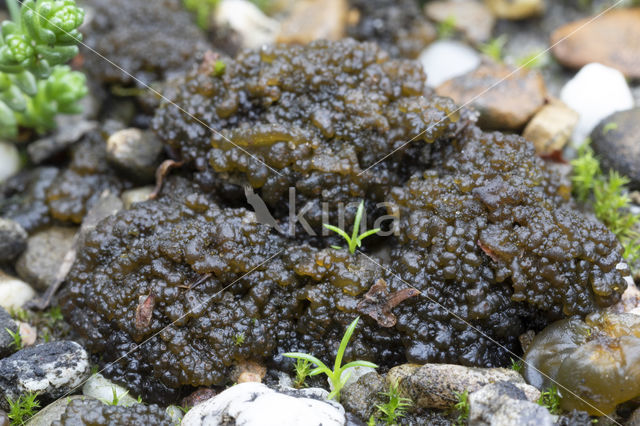 Kalkrozijnenmos (Lempholemma chalazanum)