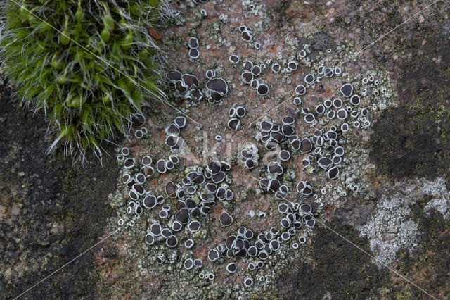 Donkere schotelkorst (Lecanora horiza)