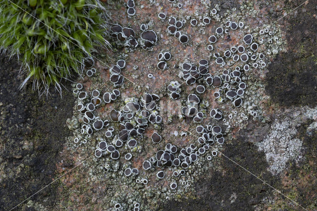 Donkere schotelkorst (Lecanora horiza)